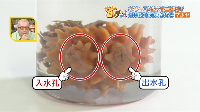 謎の生き物・ホヤの魅力とは？金属空気電池への活用も【2024/9/15 所