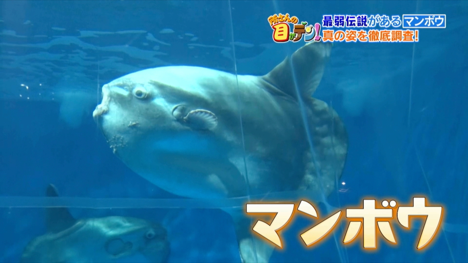 意外と知られていないマンボウの生態 “昼寝”の理由や海中で食べている