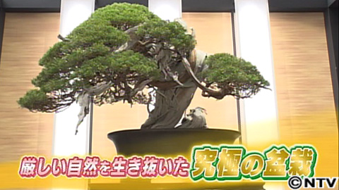 放送内容 所さんの目がテン 日本テレビ