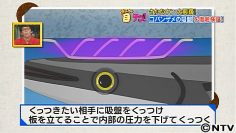 放送内容 所さんの目がテン 日本テレビ