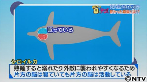 放送内容 所さんの目がテン 日本テレビ