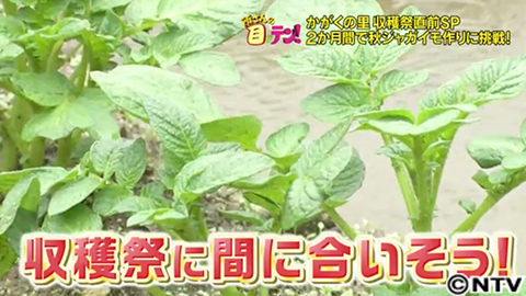 放送内容 所さんの目がテン 日本テレビ 放送内容 所さんの目がテン 日本テレビ