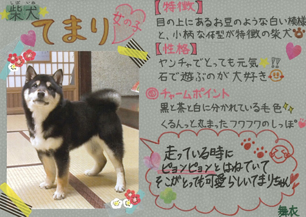 藤岡弘 さんご一家の 天然記念物 日本犬を育てる I Love みんなのどうぶつ園 日本テレビ