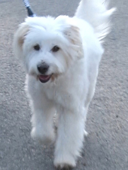 12月5日の放送でご紹介したsoraアニマルシェルターの保護犬たち I Love みんなのどうぶつ園 日本テレビ