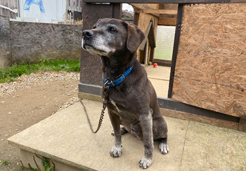 12月5日の放送でご紹介したsoraアニマルシェルターの保護犬たち I Love みんなのどうぶつ園 日本テレビ