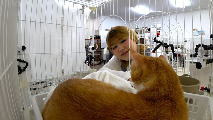 りんごちゃんの保護猫“フィービー”の元をKis-My-Ft2藤ヶ谷太輔が訪れる