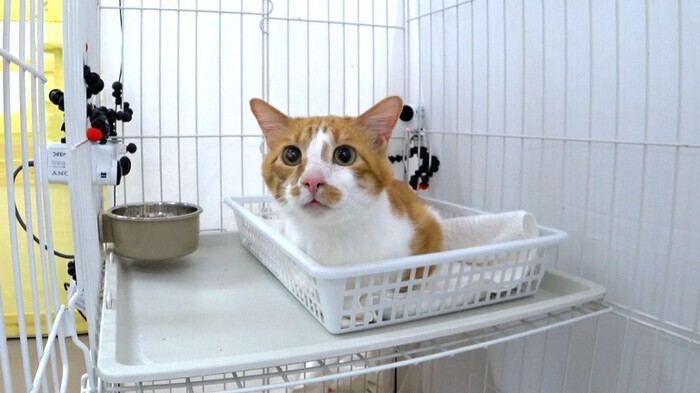 りんごちゃんの保護猫“フィービー”の元をKis-My-Ft2藤ヶ谷太輔が訪れる