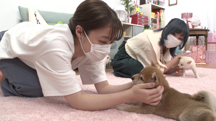 橋本環奈 I Love みんなのどうぶつ園 新企画スタート 初回のゲストはきゃりーぱみゅぱみゅ I Love みんなのどうぶつ園 日本テレビ