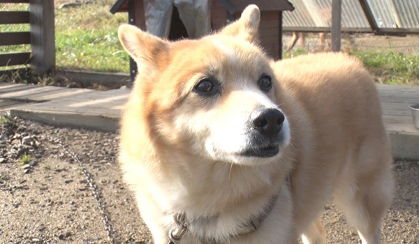 12月5日の放送でご紹介したsoraアニマルシェルターの保護犬たち I Love みんなのどうぶつ園 日本テレビ