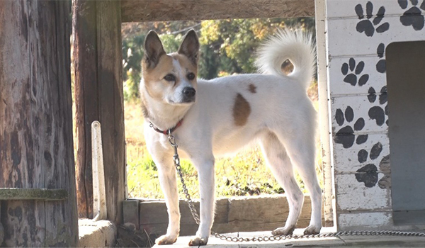 12月5日の放送でご紹介したsoraアニマルシェルターの保護犬たち I Love みんなのどうぶつ園 日本テレビ
