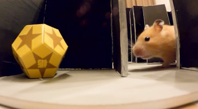 マヂカルラブリー野田クリスタル 溺愛中の“はむはむ”にテーマパークを