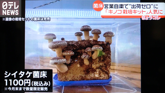 外出自粛で人気 キノコ栽培キット 誕生秘話 新型コロナウイルスと私たちの暮らし 日テレ特設サイト 日本テレビ