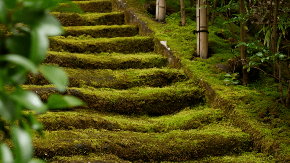 鎌倉の苔の世界に魅了される！