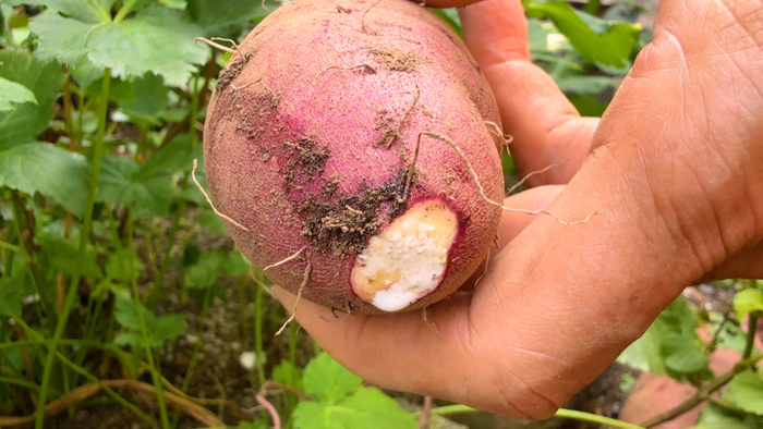 紅はるかを生み出した“神”に密着 オススメの保存法や焼き芋の作り方も