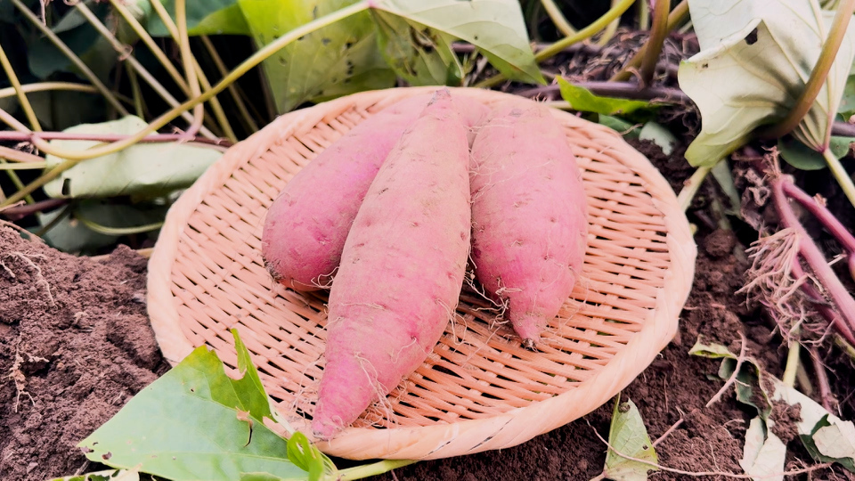 紅はるかを生み出した“神”に密着 オススメの保存法や焼き芋の作り方も