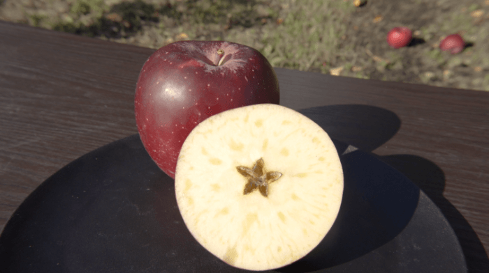 11月29日(土)の「オー！マイゴッド！」は青森の農家を知りつくした