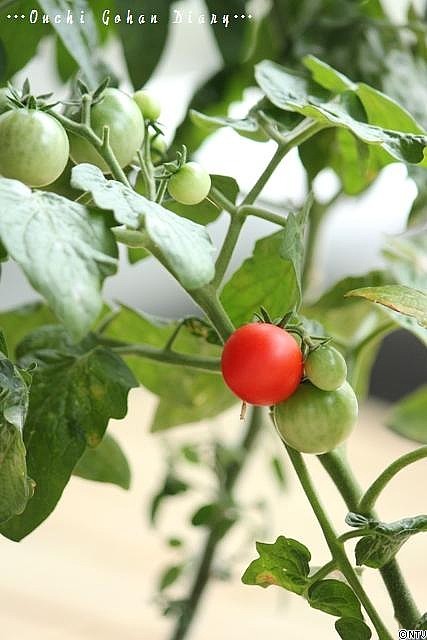 minitomatoaka.jpg