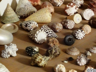 貝殻はとても高価だった