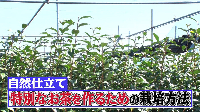 元日本代表サッカー選手・中田英寿先生の日本の伝統文化スペシャル