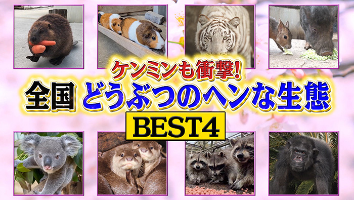 動物たちの“ヘン”な行動から学ぶ 意外な生態ベスト4!|世界一受けたい授業|日本テレビ