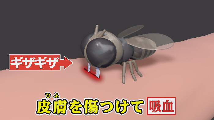 虫刺されのスペシャリスト 夏秋先生が教える この夏怖い虫 トップ5 世界一受けたい授業 日本テレビ