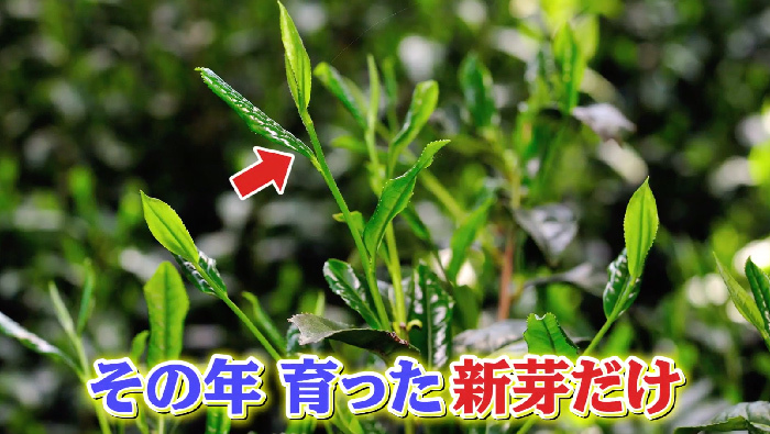 元日本代表サッカー選手・中田英寿先生の日本の伝統文化スペシャル