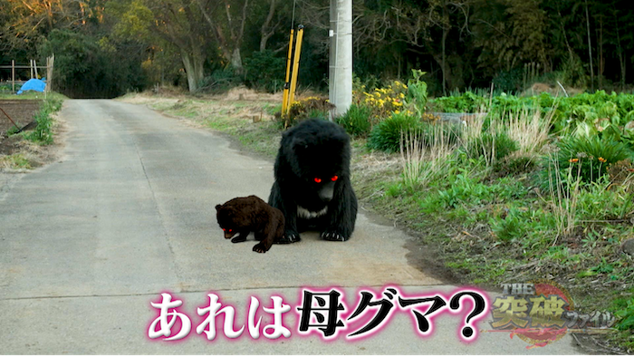 村に現れたサル イノシシ クマをどう撃退する 公務員が地域と連携して村を救った突破劇 The突破ファイル 日本テレビ 村に現れたサル イノシシ クマをどう撃退する 公務員が地域と連携して村を救った突破劇 The突破ファイル 日本テレビ