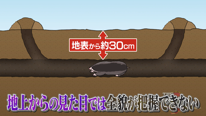 大根収穫に影響を与えるモグラ 見事に撃退を果たした公務員のアイデアとは The突破ファイル 日本テレビ