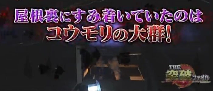 もしマイホームをコウモリに乗っ取られたら 自力でできた驚きの撃退法 The突破ファイル 日本テレビ