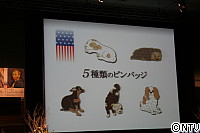 2011131_5匹のピンバッジ.JPG