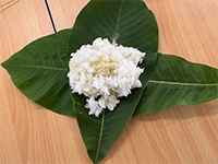 Plants: image 17 0f 36 thumb