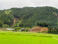 Plants: image 4 0f 36 thumb