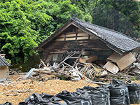 Plants: image 5 0f 36 thumb