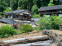 Plants: image 6 0f 36 thumb