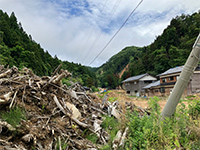 Plants: image 7 0f 36 thumb