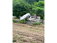 Plants: image 8 0f 36 thumb