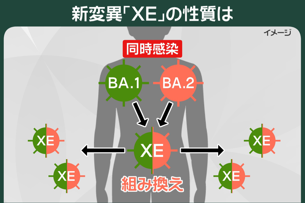 120 日本でも初確認、新変異「XE」とは？｜プライチ｜news zero｜日本