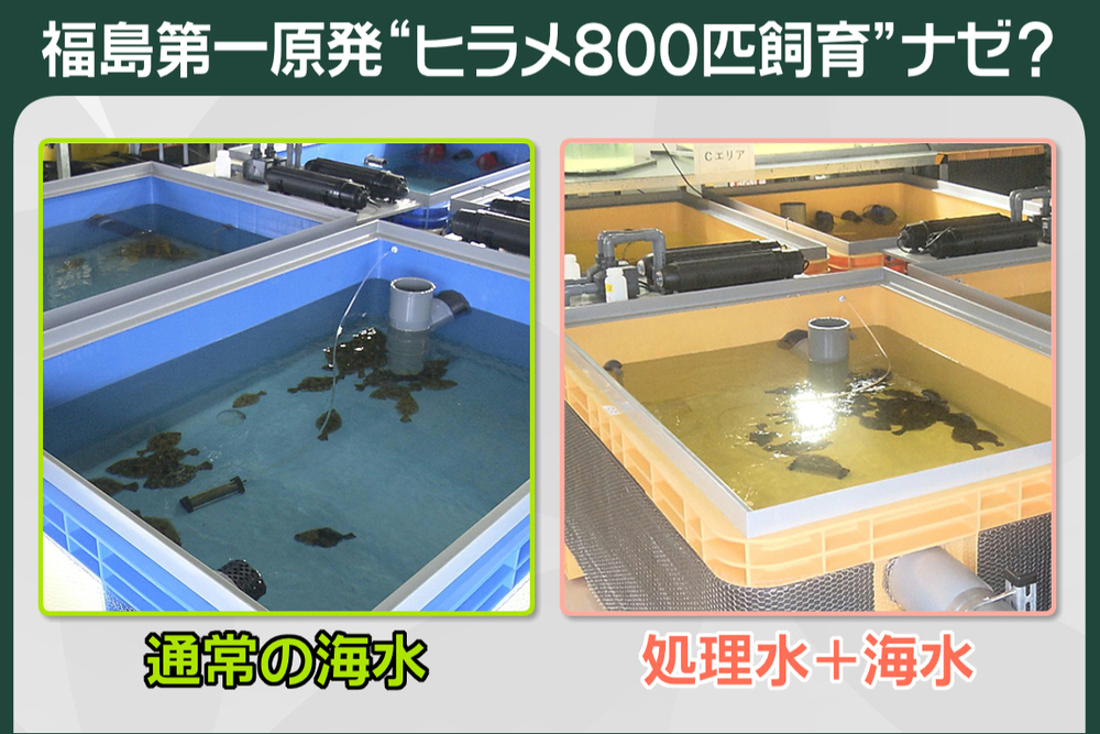 143 ヒラメ800匹 原発で飼育｜プライチ｜news zero｜日本テレビ