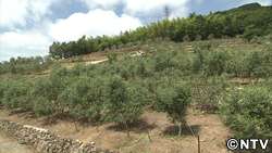 オリーブの島を行く　その１