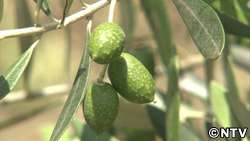 オリーブの島を行く　その１