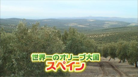 スペイン編 オリジナルオリーブオイルを作る旅(1)
