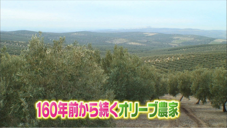 スペイン編 オリジナルオリーブオイルを作る旅(3)