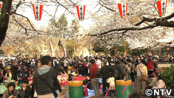 外国人のお花見２０１３
