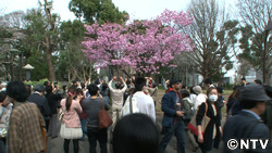 外国人のお花見２０１３