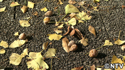 地面に落ちたギンナン