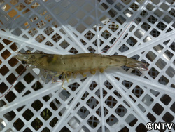 エビ大好き女子急増のワケとは?