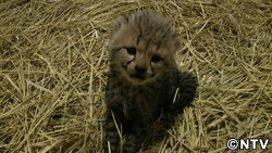 この春注目!動物のカワイイ赤ちゃん