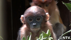 この春注目!動物のカワイイ赤ちゃん