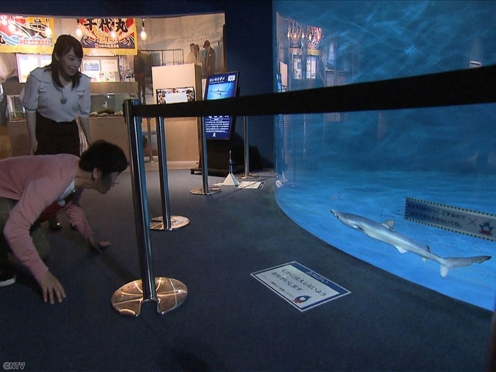 田中直樹の宮城 気仙沼×サメ満喫ツアー｜ZIP！特集｜ZIP!｜日本テレビ